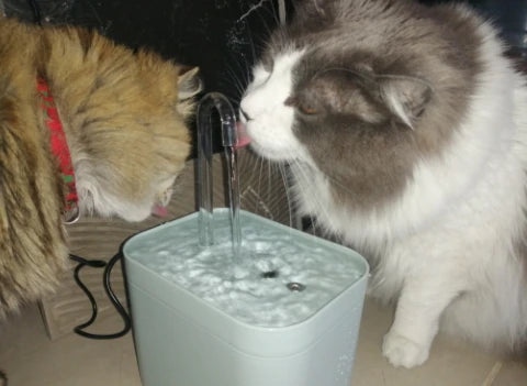 CatTap 1 Best Selling Filtered Cat Water Fountain Pampered Pups