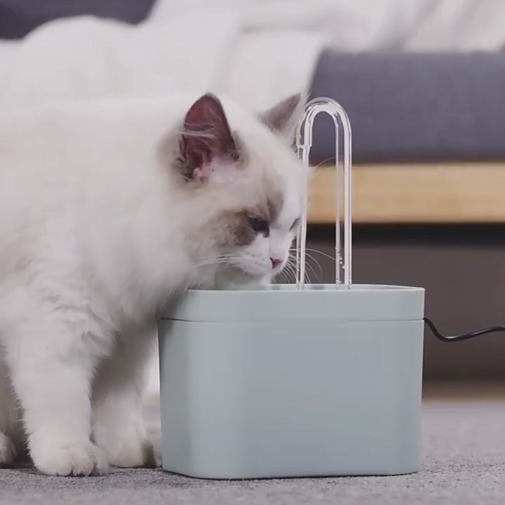 Thirsty shop cat fountain