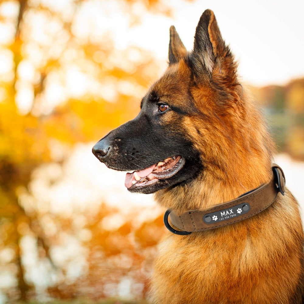 Laser engraved dog outlet collar